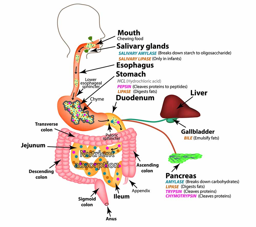What Causes SIBO - The Human Digestive System