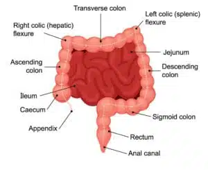 What Causes SIBO - The Human Intestinal Structure Medical Diagram